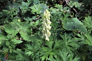 Aconitum vulparia (13).jpg_product